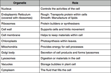 Plant and animal cells blog (Week 2) - Welcome To My Site